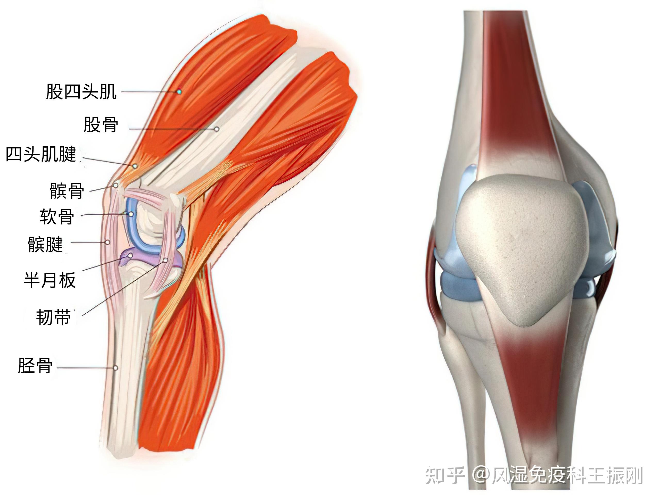 骨關(guān)節(jié)、肌腱和韌帶損傷