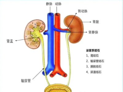 腎、膀胱等泌尿外科疾病
